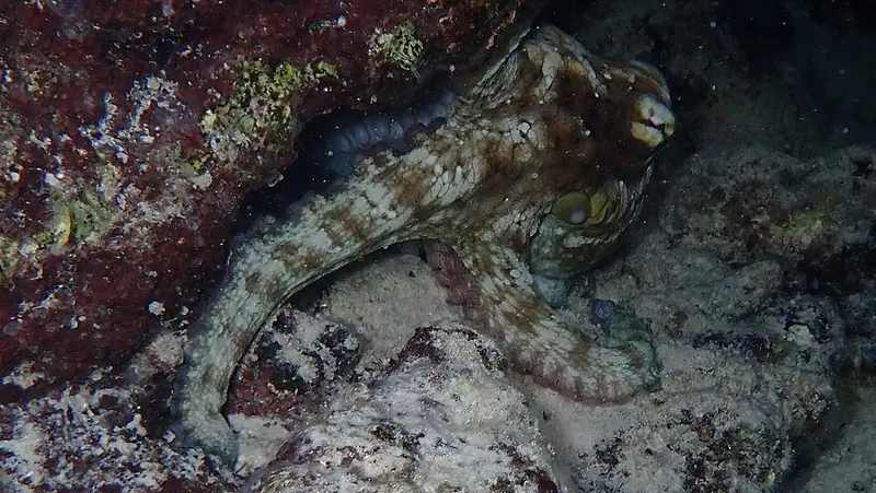 Brazil reef octopus