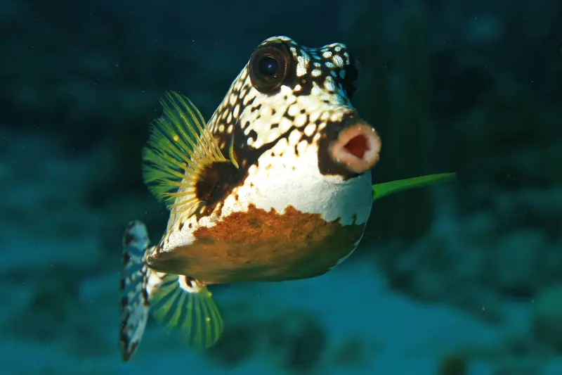 Oooooooooooooooooooo