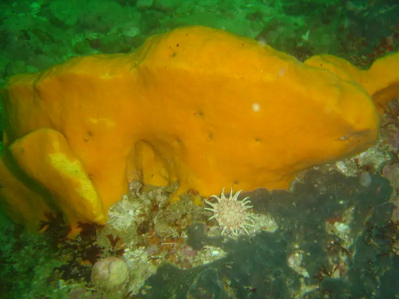 Orange wall sponge at Percy's Hole DSC06952