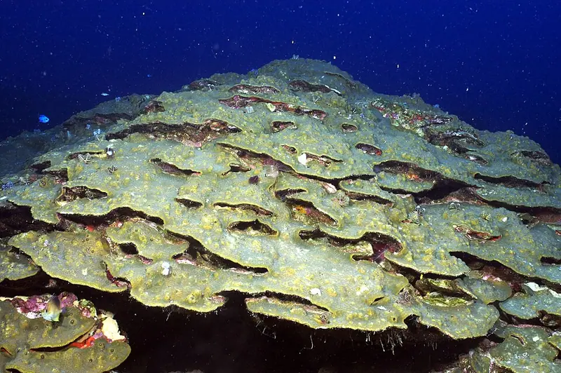 Bumpy star coral