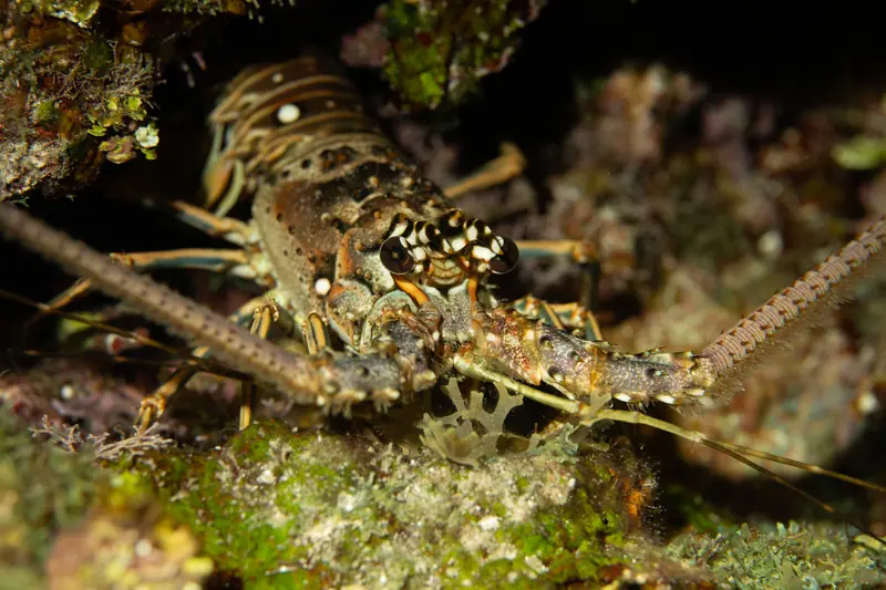 Panulirus argus 365901343