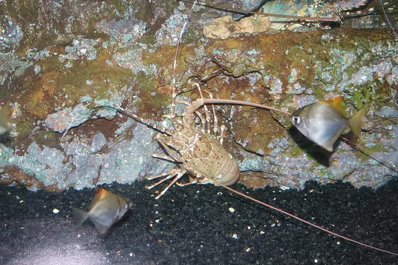 Spotted Spiny Lobster
