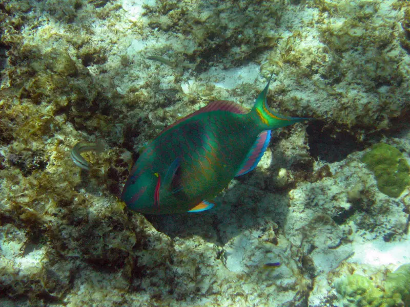 Papagajovec Sparisoma viride