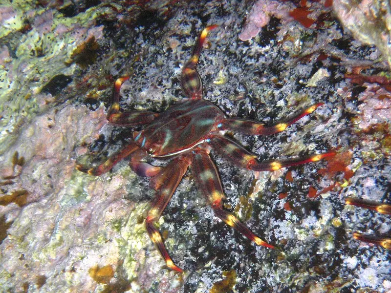 Nimble spray crab