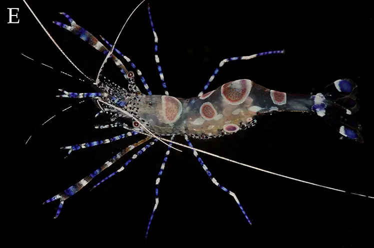 Spotted cleaner shrimp