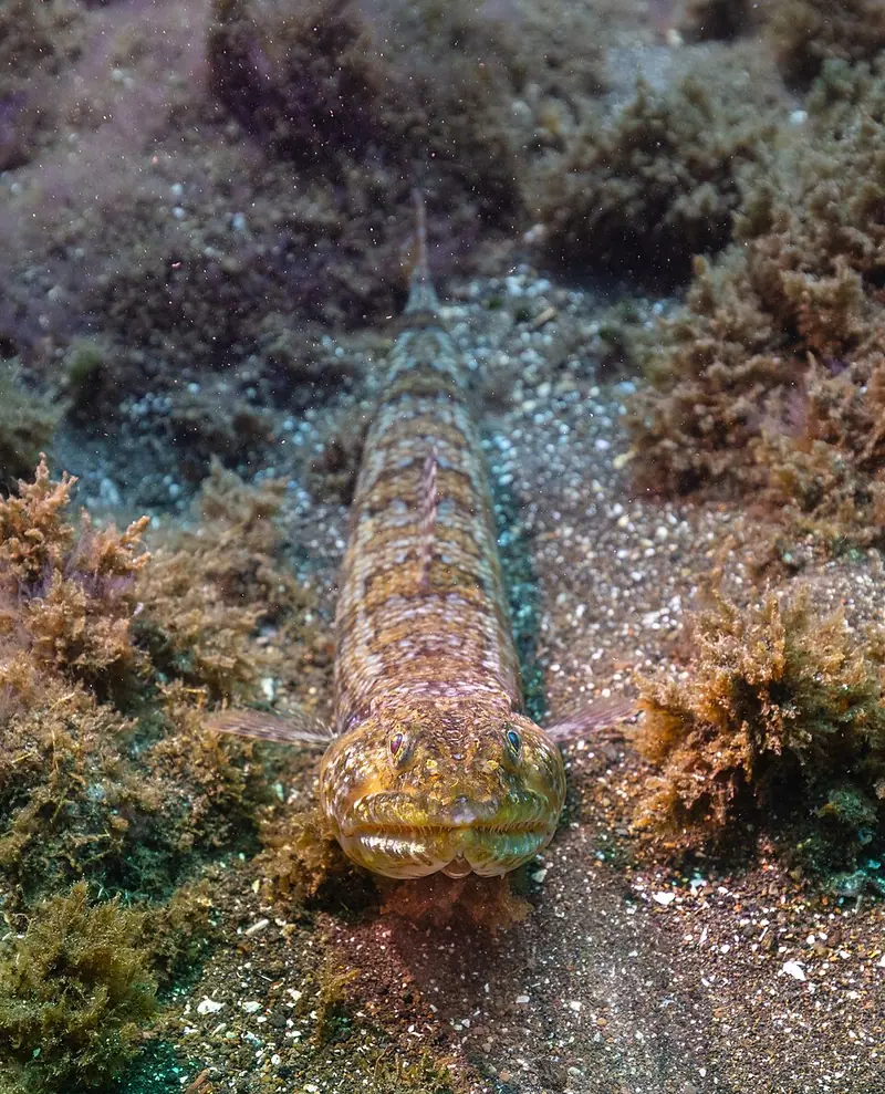 Diamond lizardfish
