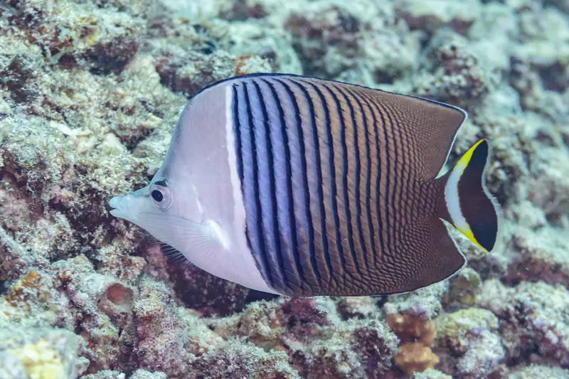 Pez mariposa cara blanca (Chaetodon mesoleucos), Yeda, Arabia Saudita, 2025-05-20, DD 71
