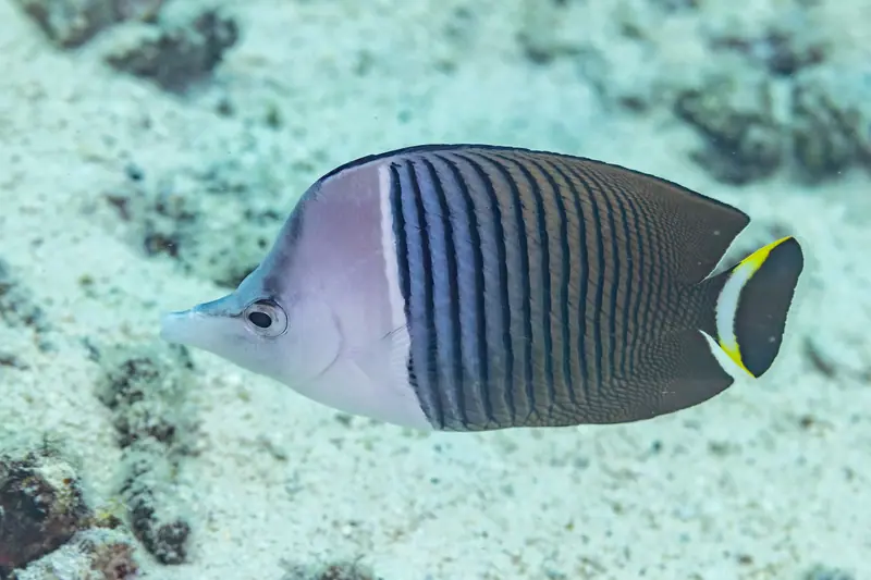 Pez mariposa cara blanca (Chaetodon mesoleucos), Yeda, Arabia Saudita, 2025-05-20, DD 70