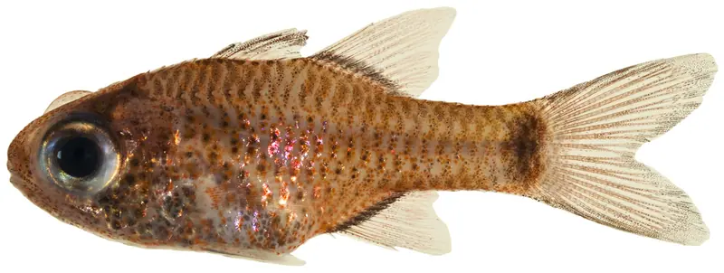 Freckled Cardinalfish