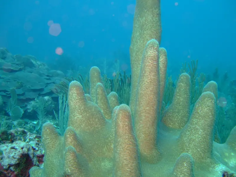 Pillar Coral on the Inner Reef