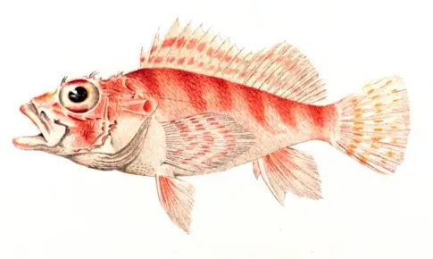 Spinythroat Scorpionfish