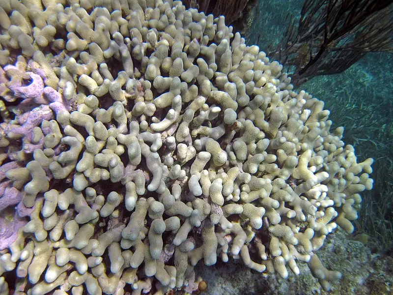 Branched Finger Coral