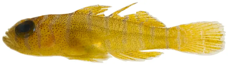 Rusty Goby