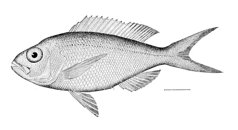 Cardinal Snapper