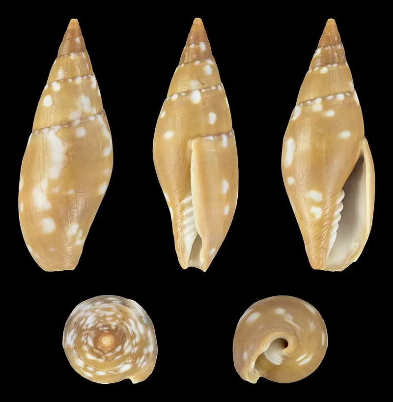Barbados Miter