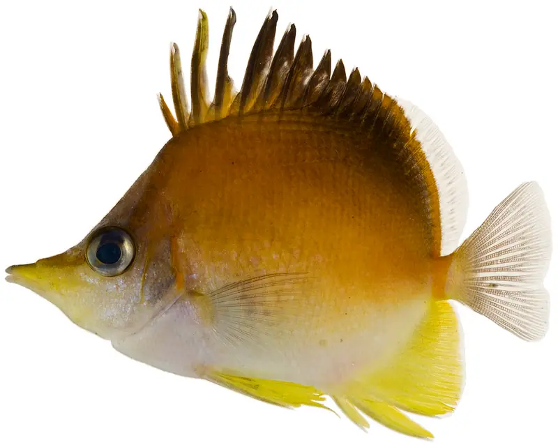 Longsnout Butterflyfish