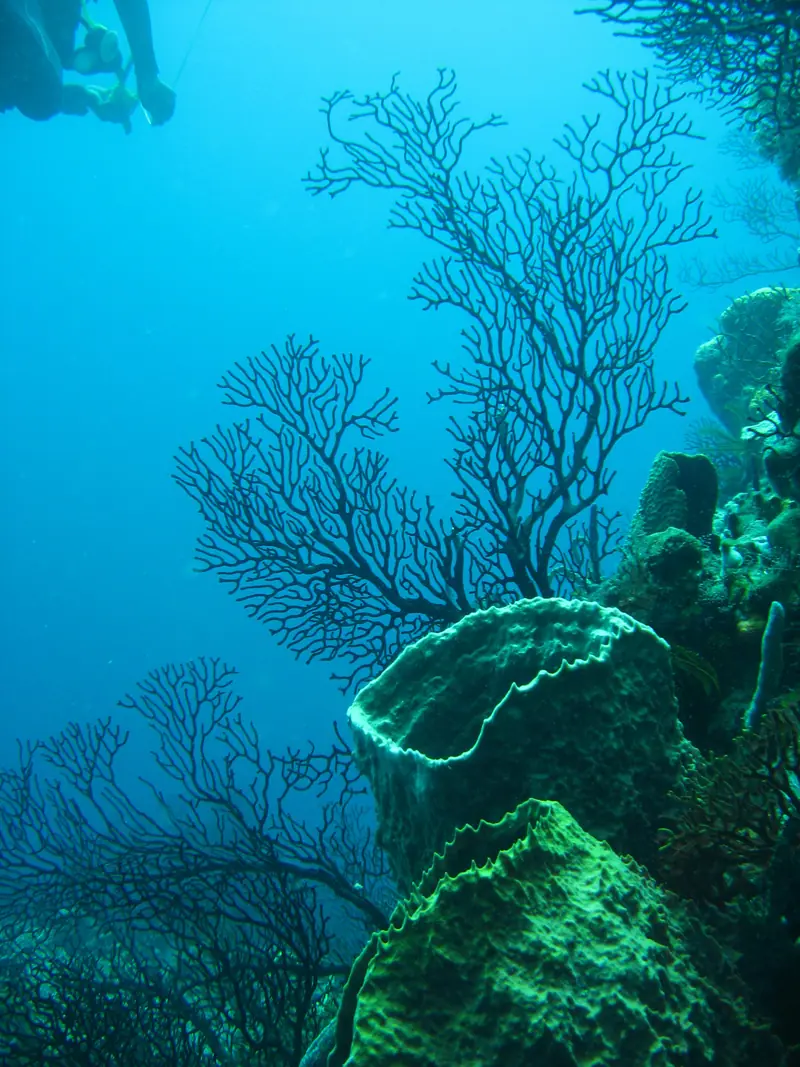 Reef 247