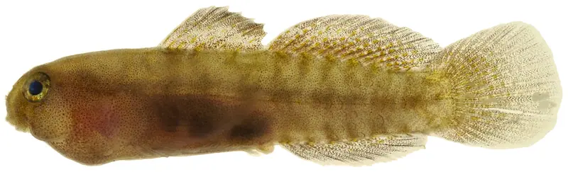 Tusked Goby