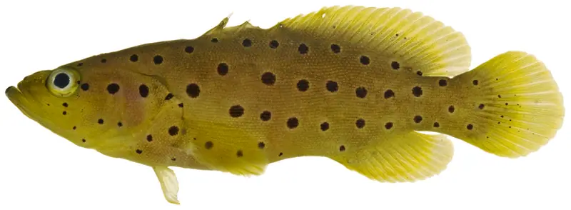 Spotted Soapfish
