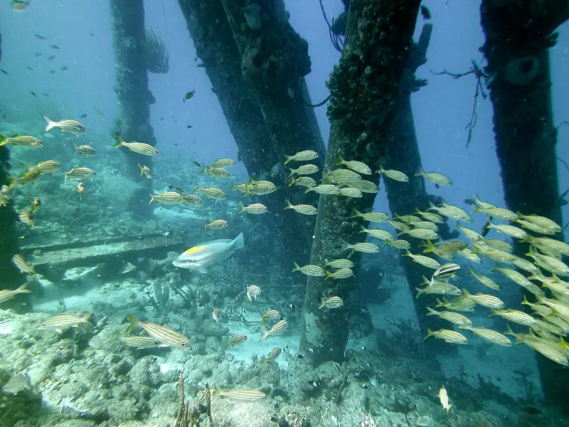 Salt Pier Pylons and Fish