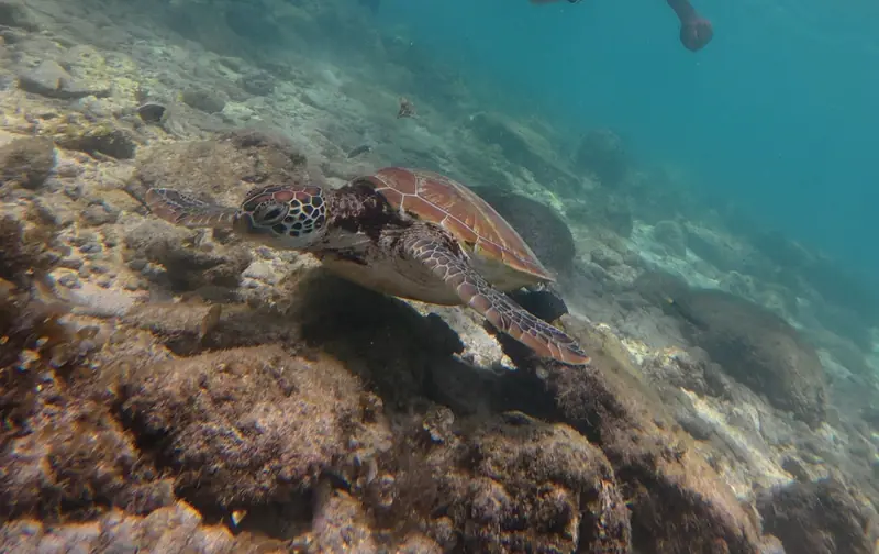 Sea Turtle in Moalboal 01