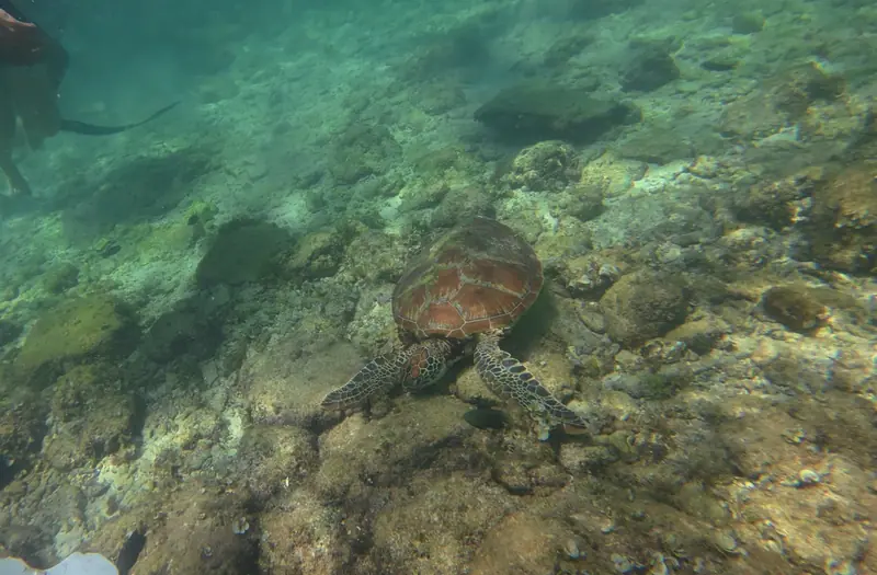 Sea Turtle in Moalboal 02