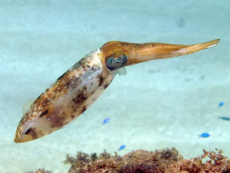 Caribbean reef squid