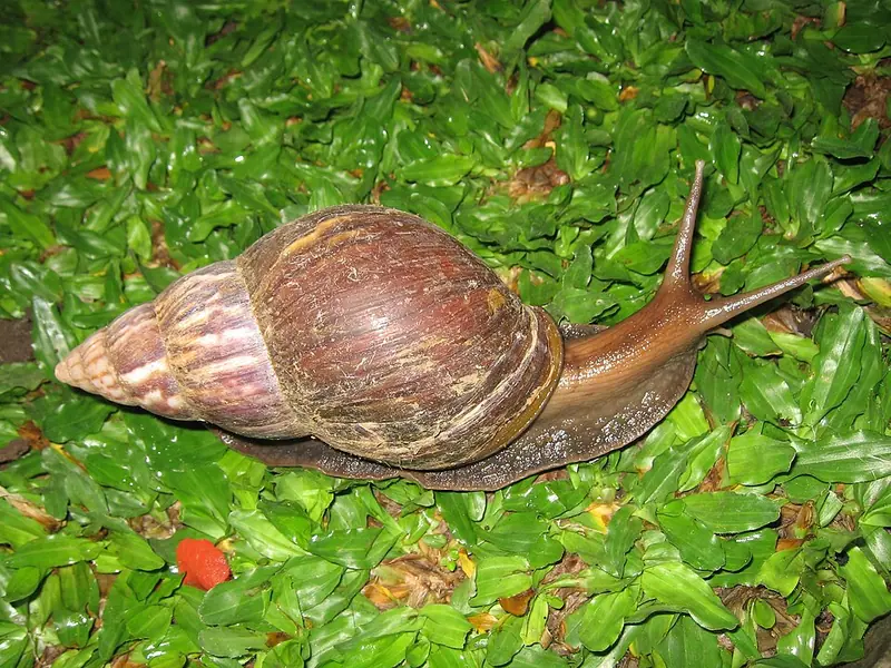 Achatina fulica