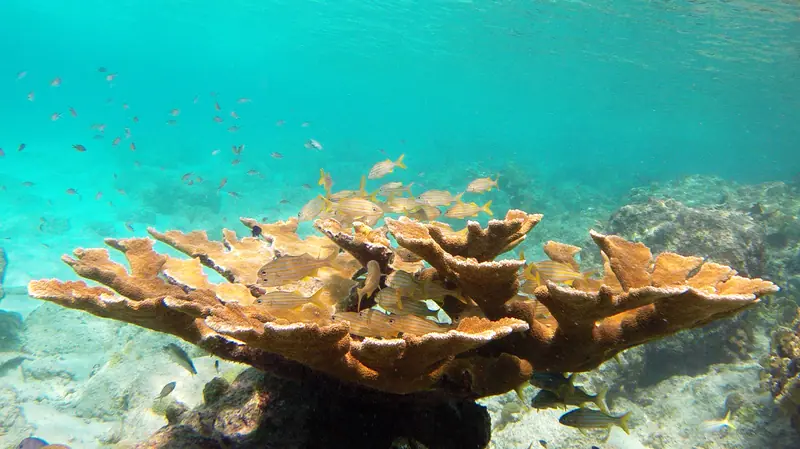 Snorkeling Bari Reef, Bonaire