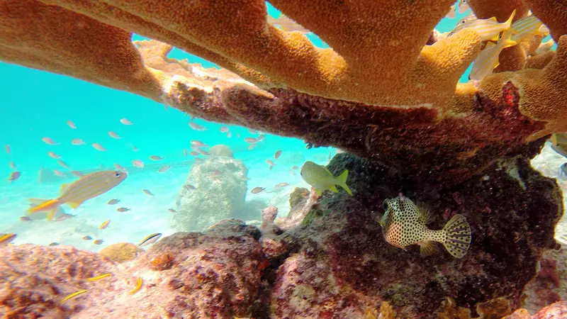 Snorkeling Bari Reef, Bonaire
