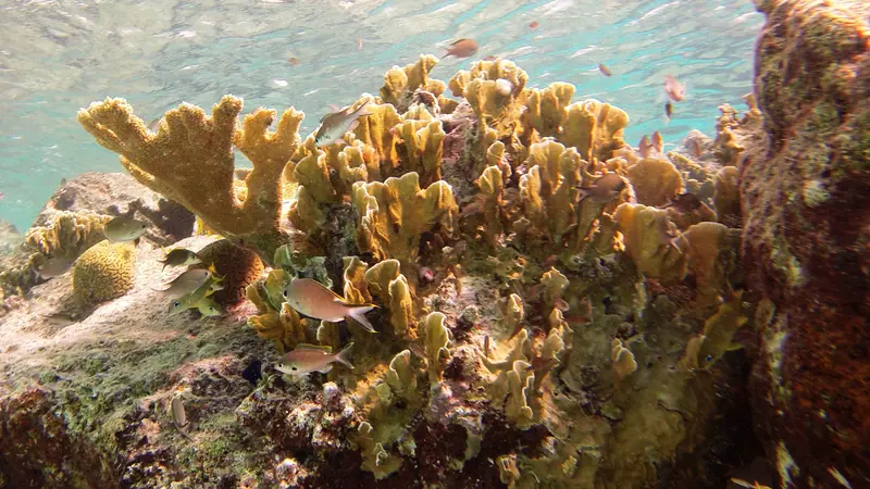 Snorkeling Bari Reef, Bonaire