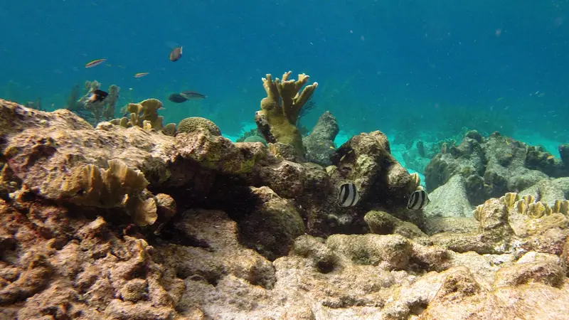 Snorkeling Karpata Reef, Bonaire