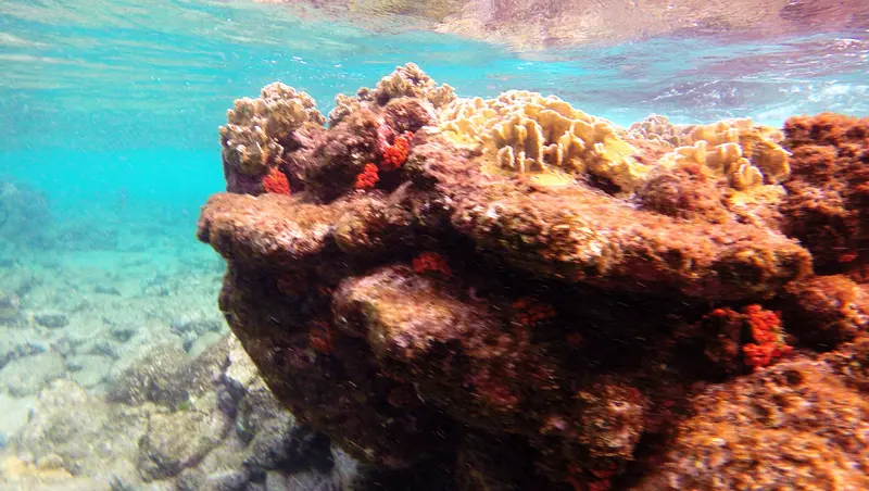Snorkeling Karpata Reef, Bonaire