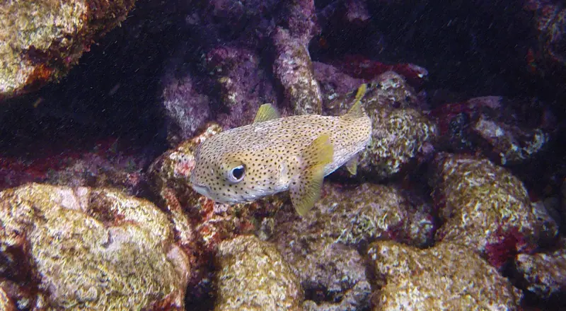 Snorkeling Karpata Reef, Bonaire