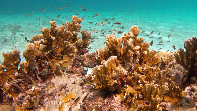 Snorkeling Windsock Steep, Bonaire