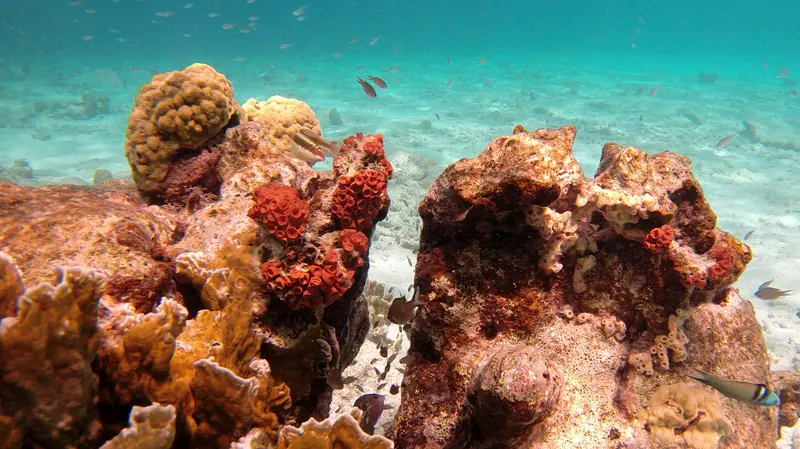 Snorkeling Windsock Steep, Bonaire