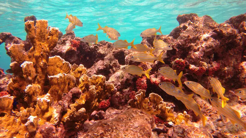 Snorkeling Windsock Steep, Bonaire