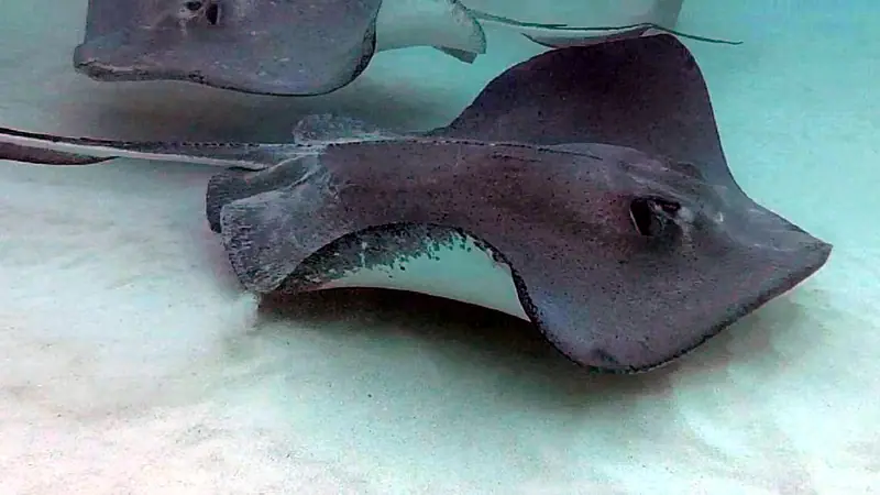 Southern Stingrays At Stingray City Grand Cayman