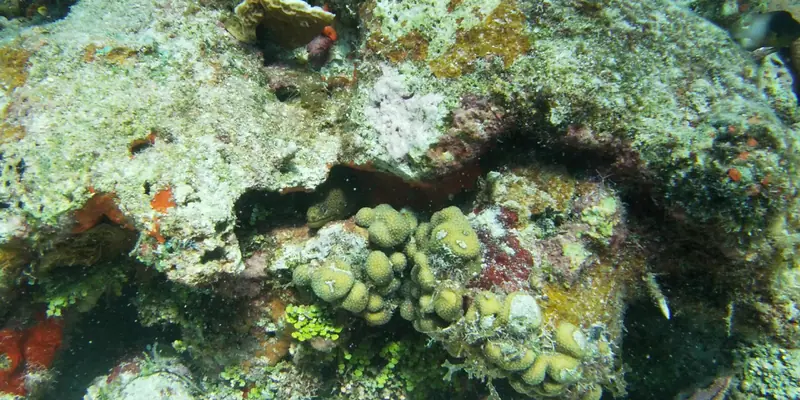 Spotted Moray Villa Blanca Reef