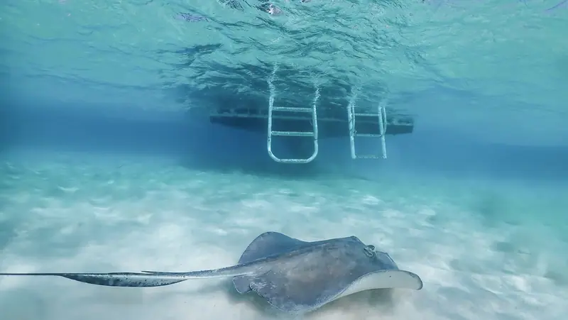 Stingray City, Grand Cayman - 54289289499