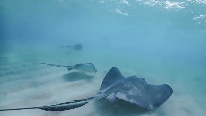 Stingray City, Grand Cayman - 54289481965