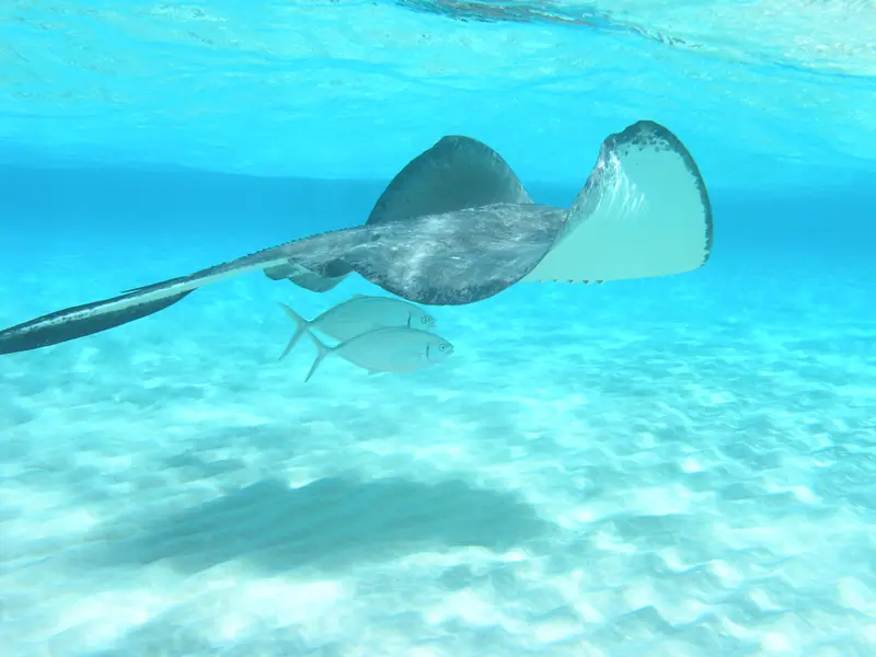 Stingray passing - Grand Cayman