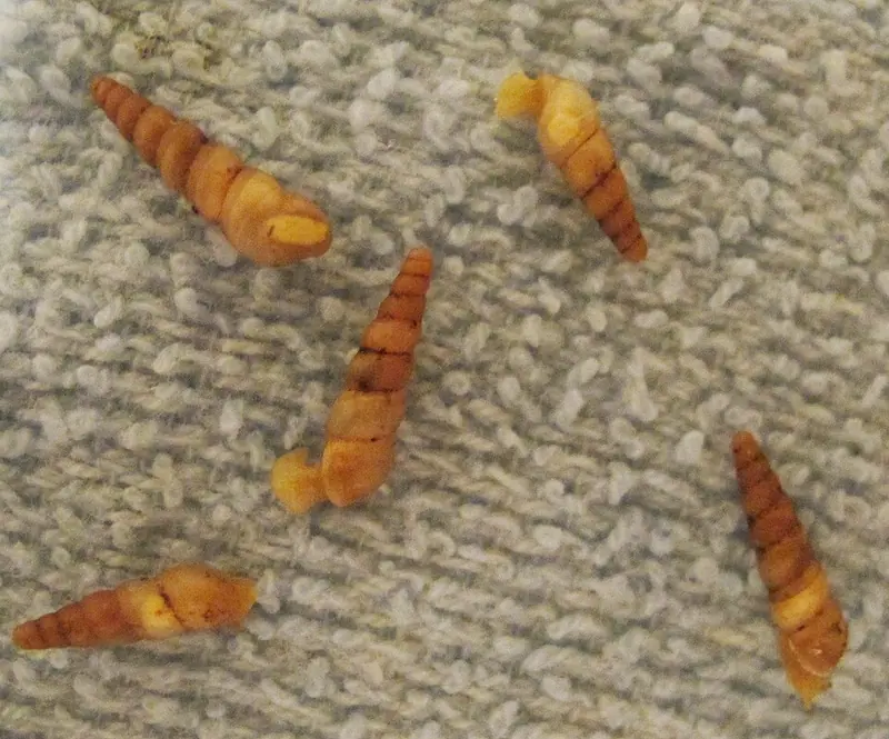 Miniature awlsnail