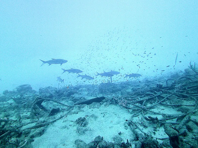 Tarpon Waiting in the distance by the Salt Pier