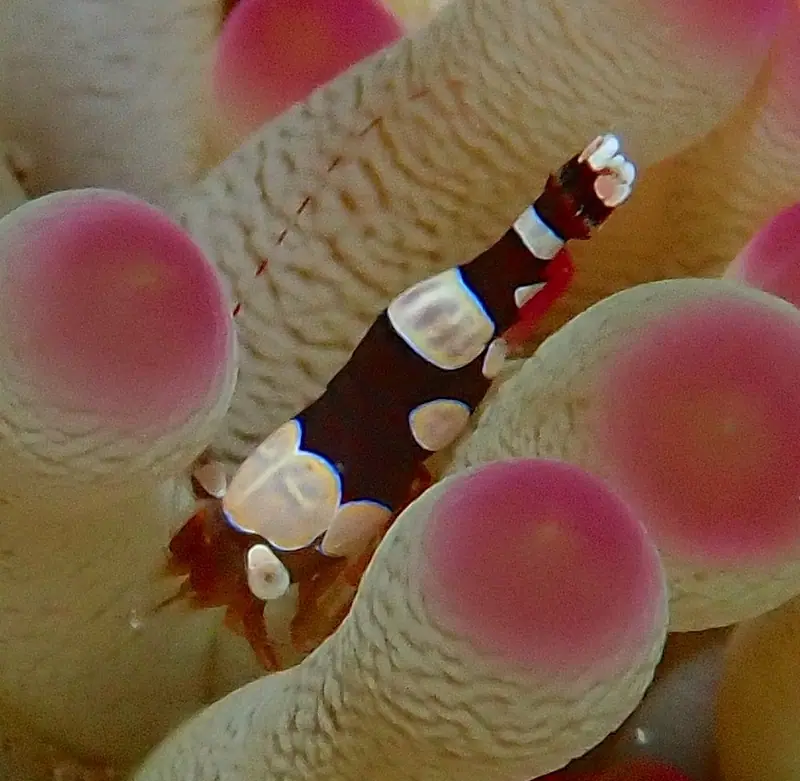 Banded-antennae squat shrimp