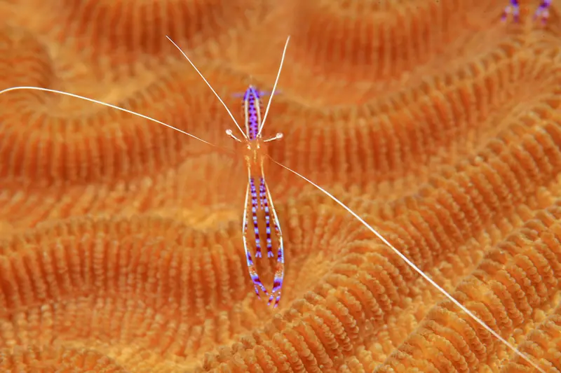 Tiny Cleaner Shrimp