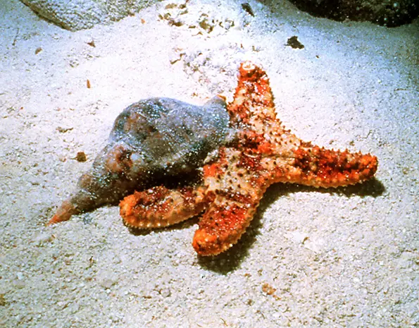 Atlantic Trumpet Triton