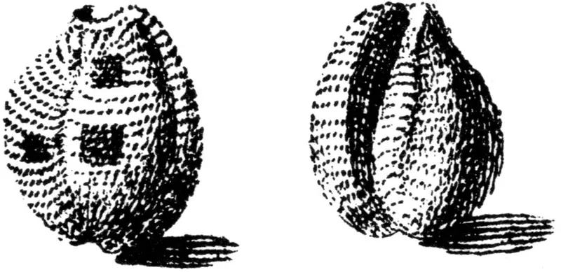Fourspot trivia