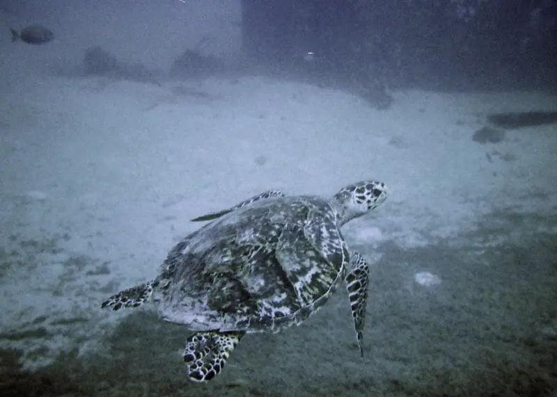 Turtle at Antilla Wreck Aruba