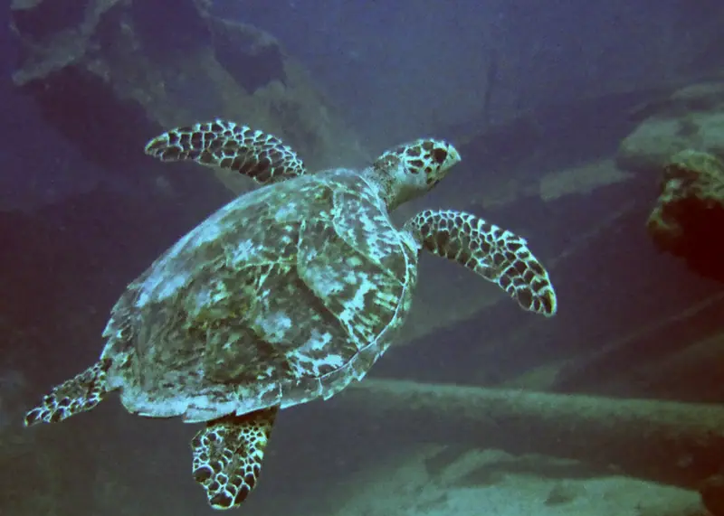 Turtle at Antilla Wreck Aruba